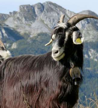 Races bovines rustiques à découvrir en Pays de Nay